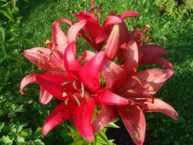 Обои картинки фото цветы, лилии, лилейники