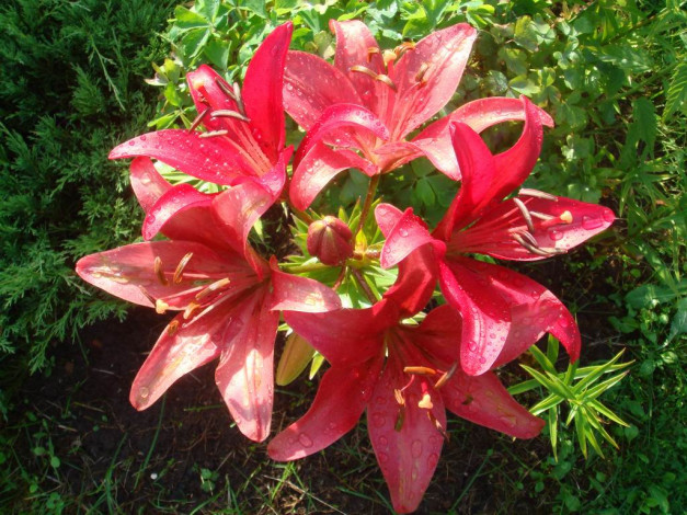 Обои картинки фото цветы, лилии, лилейники