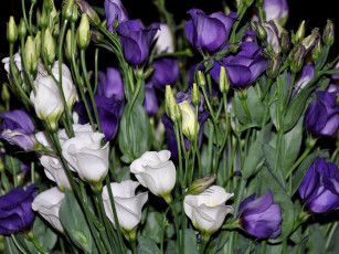 Картинка цветы эустома