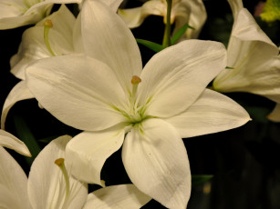 Картинка цветы лилии лилейники