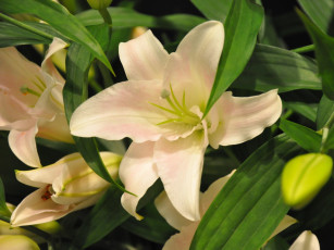 Картинка цветы лилии лилейники