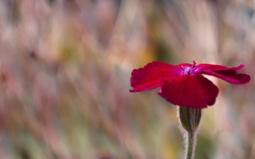 Картинка цветы гвоздики