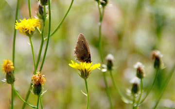 Картинка цветы луговые полевые