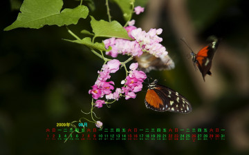 обоя календари, животные