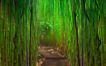 Картинка природа лес