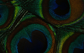 Картинка разное перья