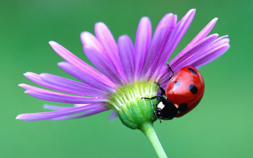 Картинка животные божьи коровки