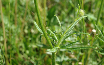 Картинка животные кузнечики саранча