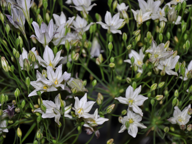 Обои картинки фото цветы