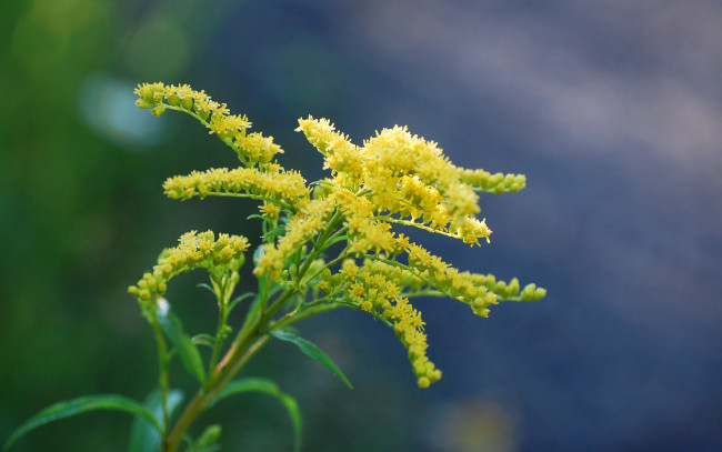 Обои картинки фото цветы