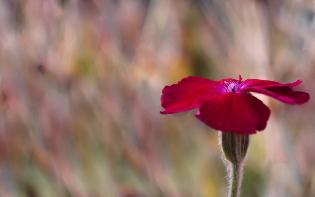 Обои картинки фото цветы, гвоздики