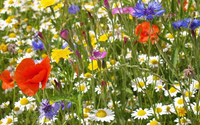 Обои картинки фото цветы, луговые, полевые