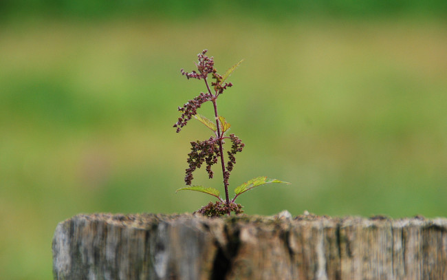 Обои картинки фото природа, макро