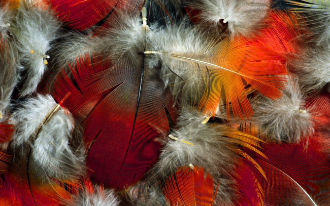 Обои картинки фото разное, перья