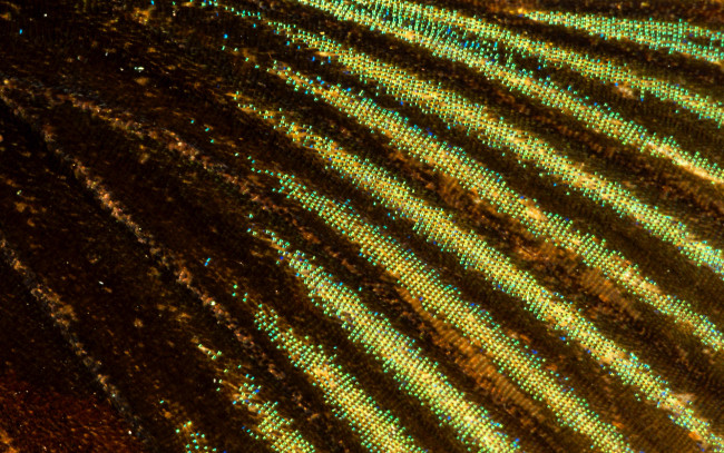 Обои картинки фото разное, текстуры