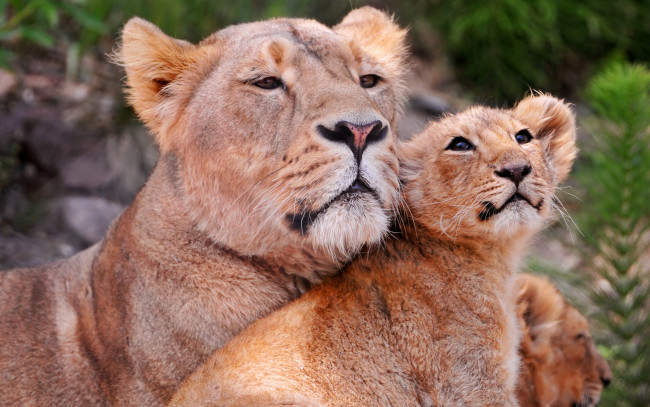 Обои картинки фото животные, львы