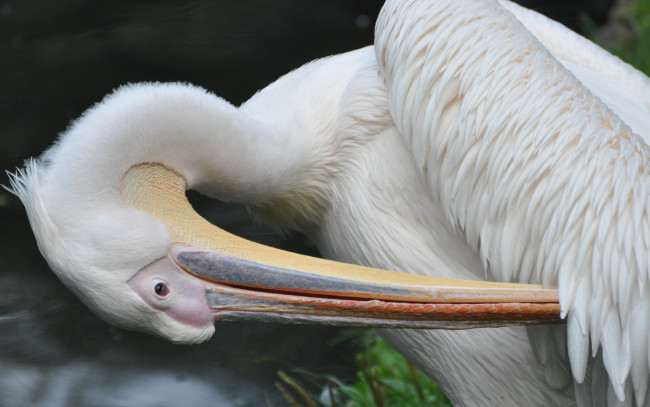 Обои картинки фото животные, пеликаны