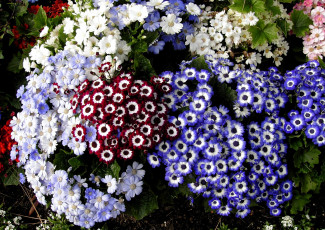 Картинка цветы цинерария разноцветный