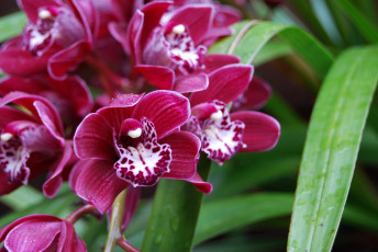 Картинка цветы орхидеи лепестки экзотика