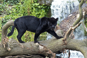 Картинка животные пантеры черный красавица дерево красавец