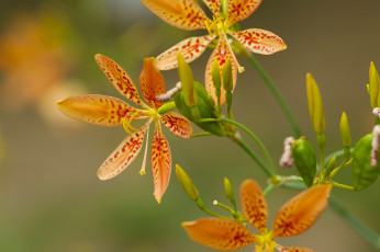 Картинка цветы беламканда китайская