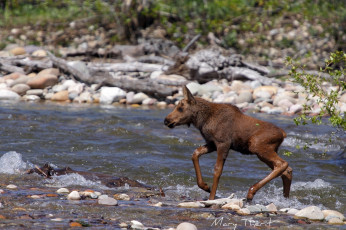 Картинка животные лоси река малыш