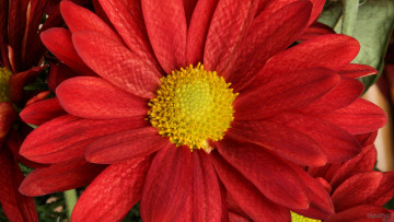 обоя цветы, хризантемы, лепестки