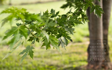 Картинка календари природа ветки дерево листья клен