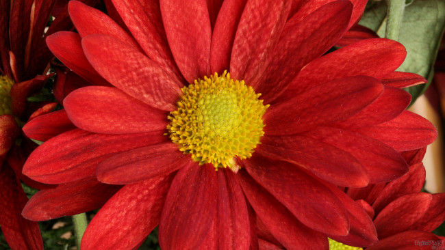 Обои картинки фото цветы, хризантемы, лепестки