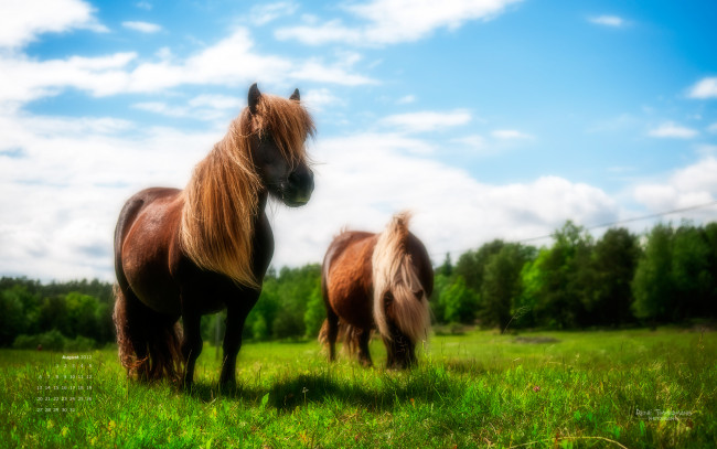 Обои картинки фото календари, животные, луг, гривы, лошади