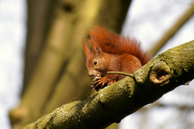 Обои картинки фото животные, белки, маленький, рыжий, обед, хвост