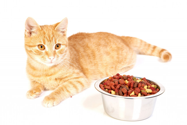 Обои картинки фото животные, коты, корм