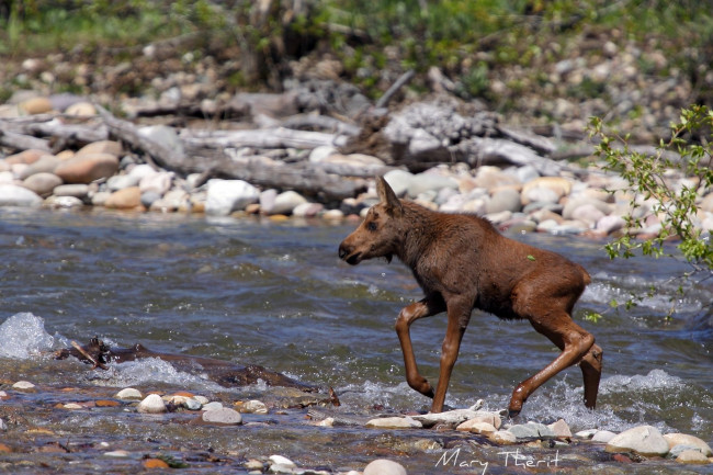 Обои картинки фото животные, лоси, река, малыш