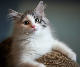 Картинка животные коты кошка взгляд коте киса кот