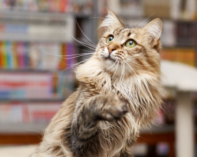 Картинка животные коты кошка коте взгляд кот киса