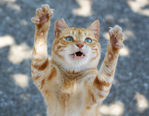 Картинка животные коты рыжий лапки взгляд кошка коте киса кот