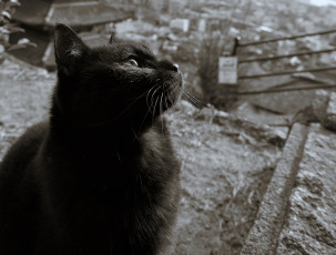 Картинка животные коты сепия коте взгляд кошка кот киса