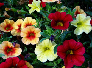 Картинка цветы петунии +калибрахоа листья лепестки природа поле луг