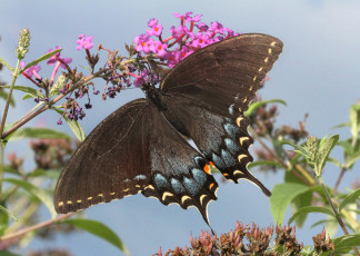 Картинка животные бабочки +мотыльки +моли бабочка