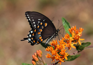 Картинка животные бабочки +мотыльки +моли бабочка
