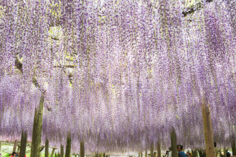 Картинка цветы глициния