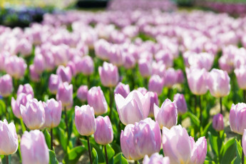 Картинка цветы тюльпаны сиреневые поле