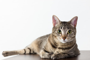 Картинка животные коты киса ушки усы взгляд коте