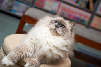 Картинка животные коты кошка киса кот коте взгляд