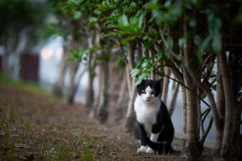 Картинка животные коты кошка кот коте киса природа кусты