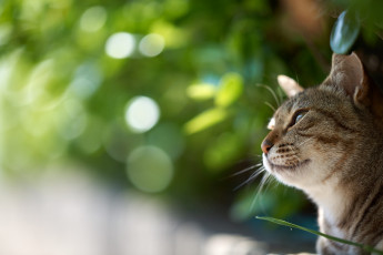 Картинка животные коты коте киса боке фон природа портрет кошка кот