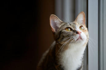 Картинка животные коты портрет взгляд кошка кот коте киса