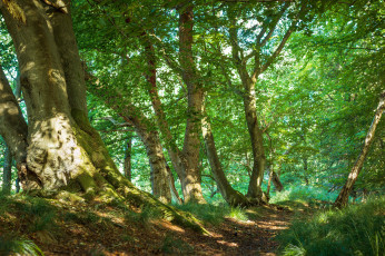 Картинка природа дороги тропинка лес