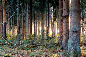 Картинка природа лес свет