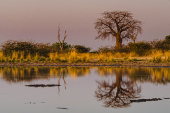 Картинка природа реки озера озеро отражение дерево небо